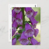 Carte Postale Purple Foxglove (Devant / Derrière)