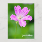 Carte Postale Purple Geranium (Devant)