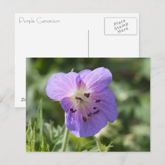 Carte Postale Purple Geranium (Devant / Derrière)