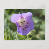 Carte Postale Purple Geranium (Devant)