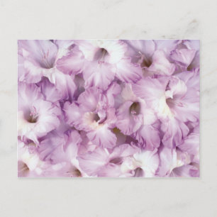Carte Postale Purple Glads Toutes Les Occasions