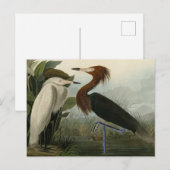 Carte Postale Purple Heron - de Audubon's Birds of America (Devant / Derrière)