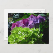 Carte Postale Purple Hydrangeas (Devant / Derrière)