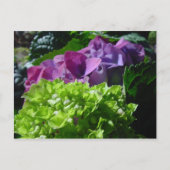 Carte Postale Purple Hydrangeas (Devant)