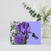 Carte Postale Purple Iris (Debout devant)