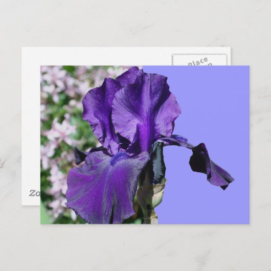 Carte Postale Purple Iris (Devant / Derrière)