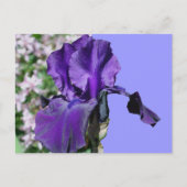 Carte Postale Purple Iris (Devant)