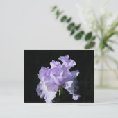 Carte Postale Purple iris Flower On Black Background (Debout devant)