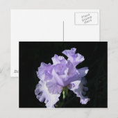 Carte Postale Purple iris Flower On Black Background (Devant / Derrière)