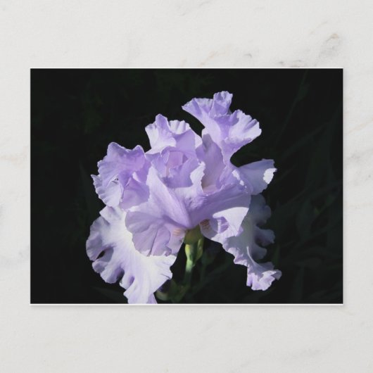 Carte Postale Purple iris Flower On Black Background (Devant)