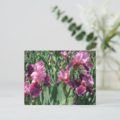 Carte Postale Purple Irises Printemps Floral (Debout devant)