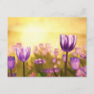 Carte Postale Purple Jubilee