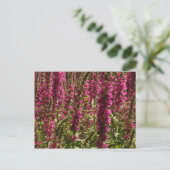 Carte postale Purple Loosestrife (Debout devant)