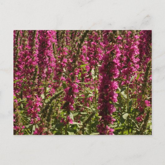 Carte postale Purple Loosestrife (Devant)