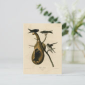 Carte Postale Purple Martin de Audubon's Birds of America (Debout devant)