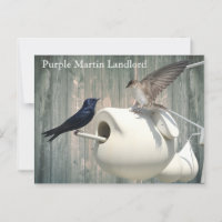 Purple Martin Landlord Nature Swallow Bird Gourds