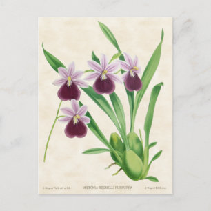 Carte Postale Purple Miltonia Orchid Vintage Botanique
