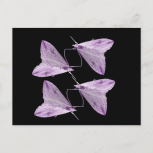 Carte postale Purple Moth Art