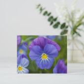 Carte Postale Purple Pansy (Debout devant)