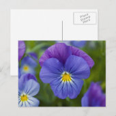 Carte Postale Purple Pansy (Devant / Derrière)
