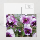 Carte postale Purple Pansy (Devant / Derrière)