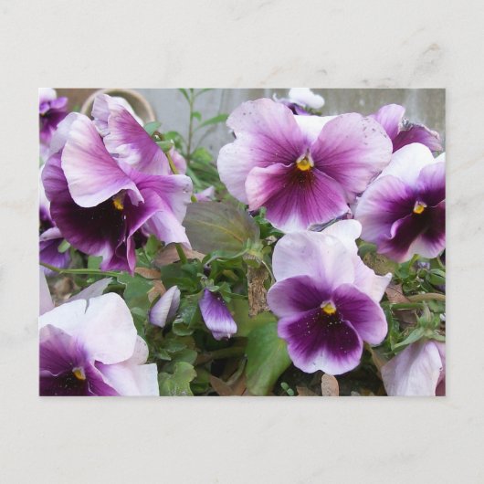 Carte postale Purple Pansy (Devant)