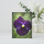 Carte Postale Purple Pansy (Debout devant)