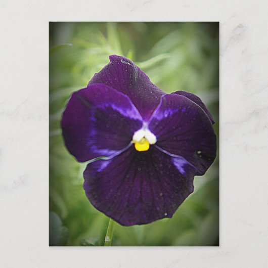 Carte Postale Purple Pansy (Devant)