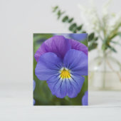 Carte Postale Purple Pansy (Debout devant)