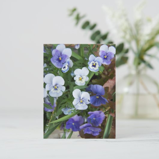 Carte Postale Purple Pansy (Debout devant)
