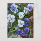 Carte Postale Purple Pansy (Devant)