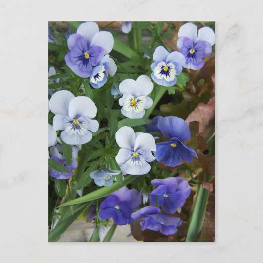 Carte Postale Purple Pansy (Devant)