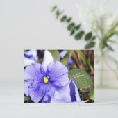 Carte Postale Purple Pansy (Debout devant)