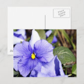 Carte Postale Purple Pansy (Devant / Derrière)