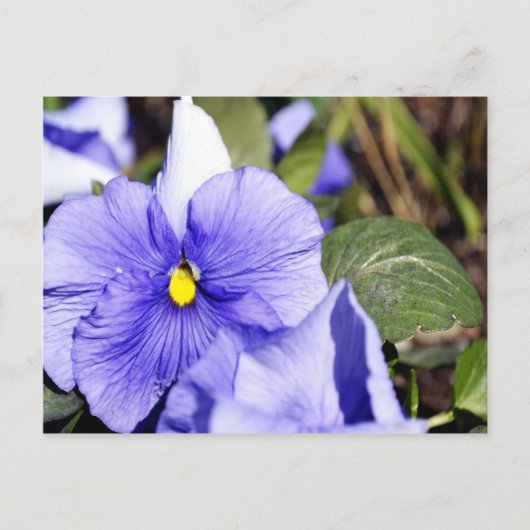 Carte Postale Purple Pansy (Devant)