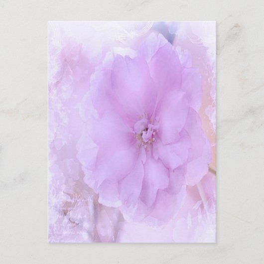 Carte Postale Purple Pansy (Devant)