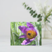 Carte Postale Purple Pasque (Debout devant)