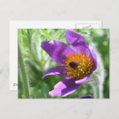 Carte Postale Purple Pasque (Devant / Derrière)