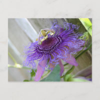 Purple Passion fleur tropicale fleurit de près