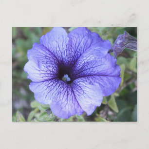 Carte Postale Purple Petunia Postcad