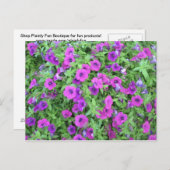Carte postale Purple Petunias (Devant / Derrière)