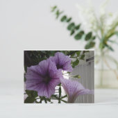 Carte Postale purple petunias post card (Debout devant)