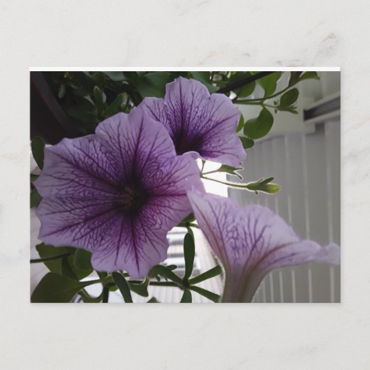 Carte Postale purple petunias post card (Devant)