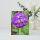 Carte Postale Purple Primula (Debout devant)