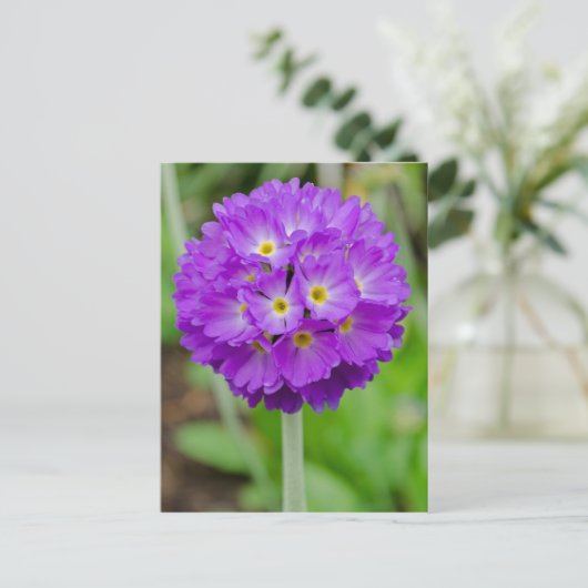 Carte Postale Purple Primula (Debout devant)