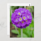 Carte Postale Purple Primula (Devant / Derrière)