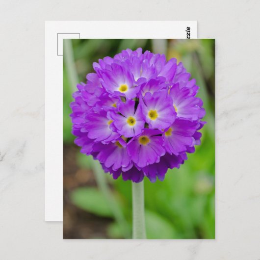 Carte Postale Purple Primula (Devant / Derrière)