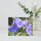 Carte postale Purple Spiderwort (Debout devant)