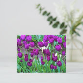 Carte Postale Purple Tulips (Debout devant)