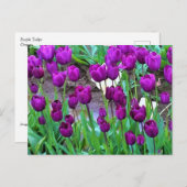 Carte Postale Purple Tulips (Devant / Derrière)